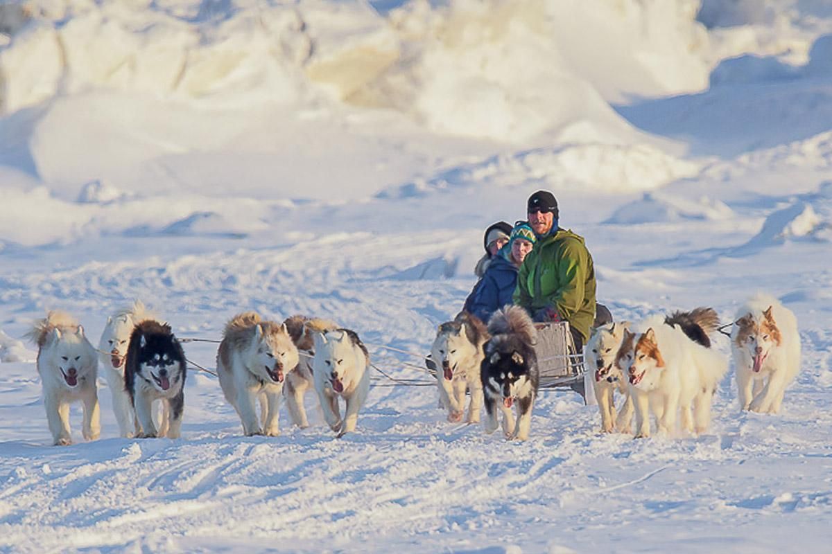 Arctic Dog Sledding Excursion