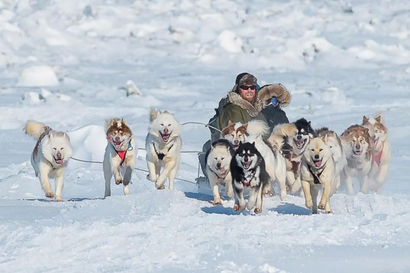Dog team